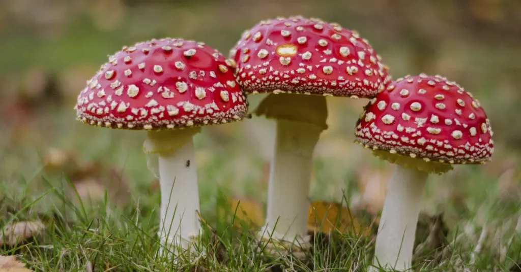 Three red and white mushrooms in the grass.