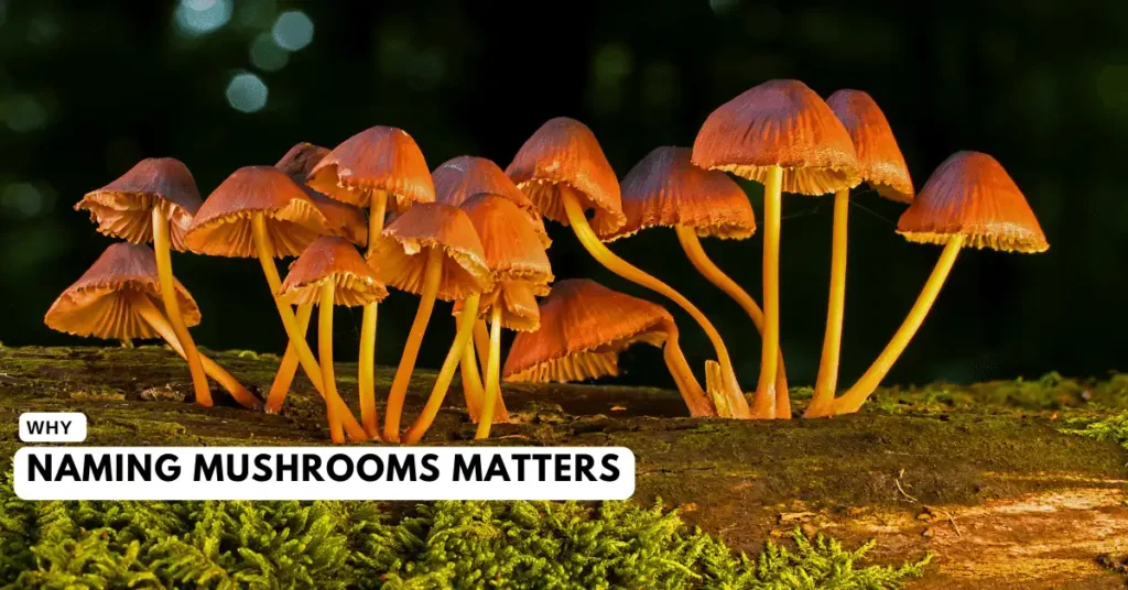 Why Naming Mushrooms Matters image illustration